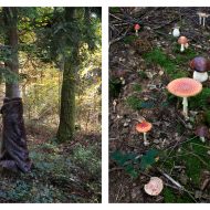 "Homage to Meret-Oppenheim-poisonous mushrooms", Ute Behrend
