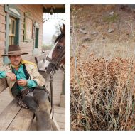 "Cowboy mit Pferd & trockene Pflanzen weißer Rand", Ute Behrend